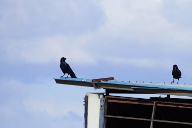 Çatıya tünemiş iki siyah kuş