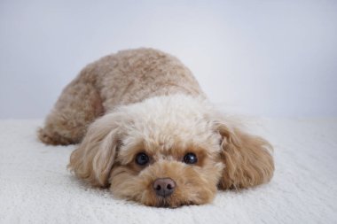 Beyaz arka planda izole edilmiş şirin köpeğin yakın plan fotoğrafı. 