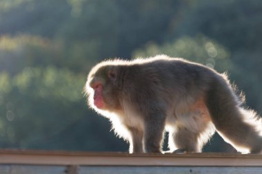 Bulanık arkaplanda sevimli kürklü bir maymunun yakın plan fotoğrafı.