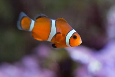 Akvaryumda suyun altında yüzen güzel balıkların yakın görüntüsü.                    