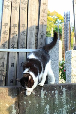Yazıtlarla taş duvarları keşfeden kedi.