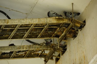 Terk edilmiş binanın içinde kirli metal kirişlerin üzerinde duran güvercinler.