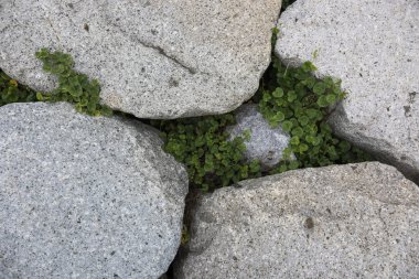 Yeşil bitkilerle gri taşların üst görünümü, doğal arka plan