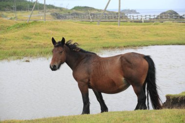 Kırsalda otlayan bir at.