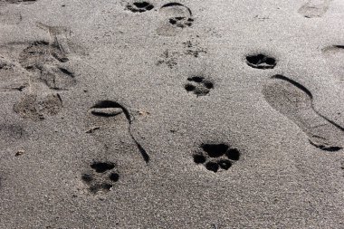Hayvan pençesi izleri ve insan ayak izleri kumlu yüzeyde.