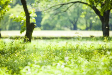 Parktaki güzel yeşil çimenler