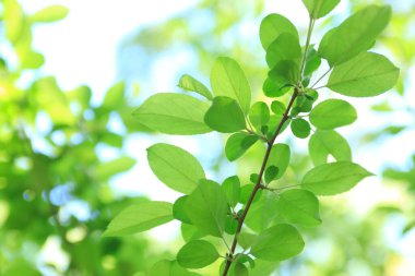 Parkta yeşil yapraklar 