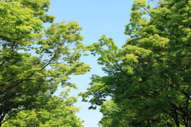 Parkta yeşil yapraklar 