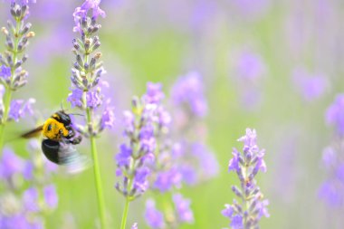 Yaz mevsiminde lavanta çiçeklerindeki arıların yakın plan görüntüsü.        