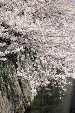 Bahçede güzel bahar çiçekleri