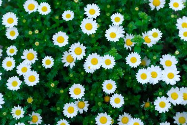 Bahçede yaz çiçekleri, yakın çekim manzarası 