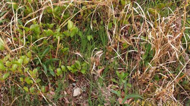 Ormandaki kuru otlar. Sonbahar manzarası