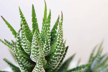 aloe vera bitki beyaz arka planda, portre