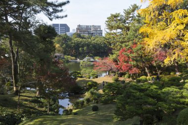 Tokyo, Japonya 'da güzel bir sonbahar bahçesi.