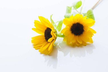 beyaz zemin üzerinde güzel sarı ayçiçeği