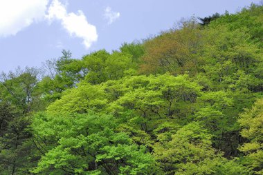 Ormanda yeşil ağaçlar 