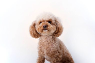 Beyaz arka planda duran sevimli melez bir köpeğin stüdyo çekimi..