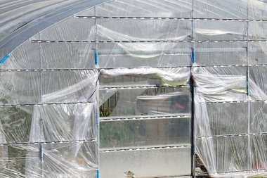 Plastik seradan yansıyan güneş ışığı bitkileri kaplıyor