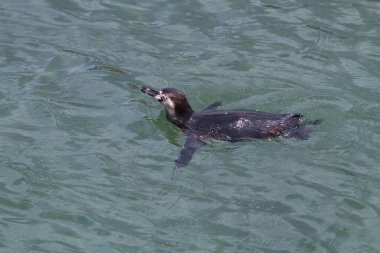 Siyah penguen suda yüzüyor. 