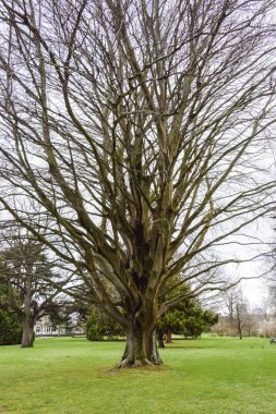 Kışın parkta ağaç