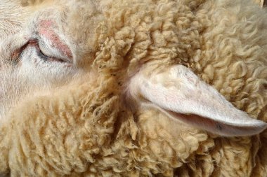 Çiftlikteki şirin koyunların yakın plan fotoğrafı.