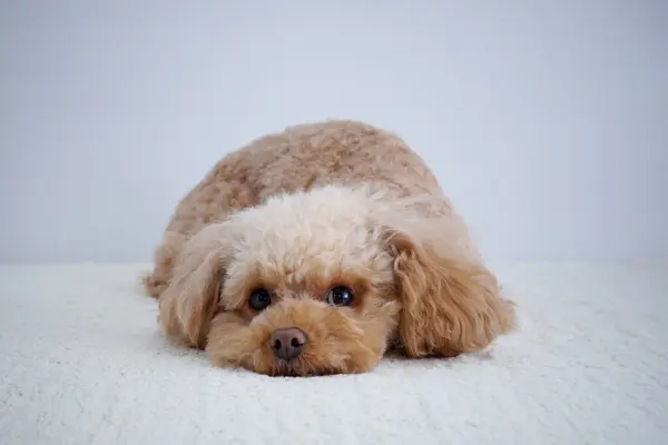 白い背景に隔離されたかわいい犬のクローズアップショット — ストック写真