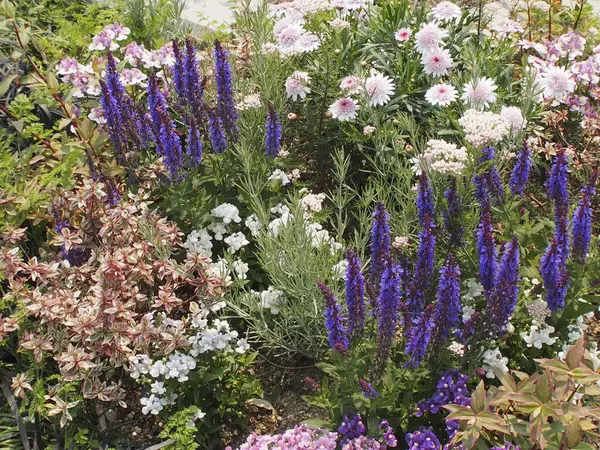 Krásné Kvetoucí Květiny Květinové Záhonu Zahradě — Stock fotografie