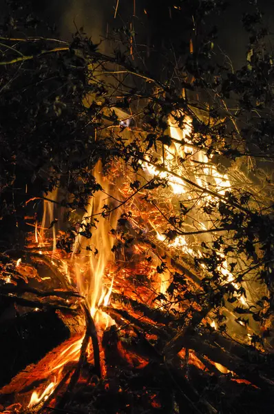 Ormanda yanan ateşin yakın görüntüsü