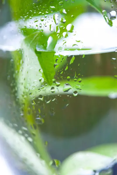 Verse Groene Bladeren Glas Met Drank Macro Foto — Stockfoto