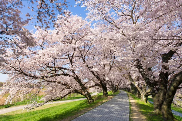 Bela Vista Árvores Florescentes Parque Primavera — Fotografia de Stock