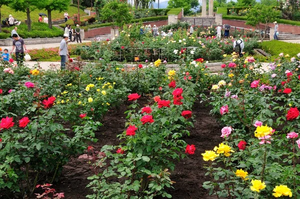 Piękne Kwiaty Letnim Parku — Zdjęcie stockowe