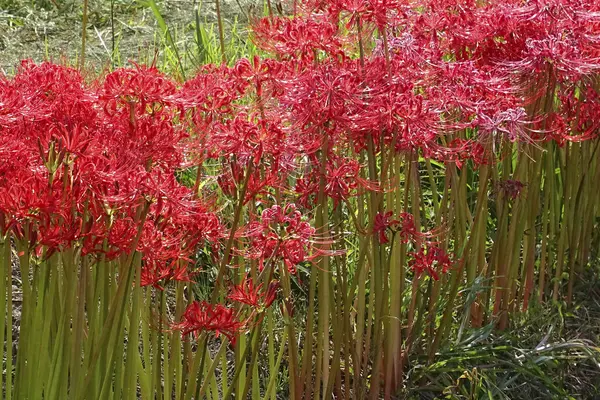 stock image Red spider lily or cluster amaryllis flowers blooming in  Japan