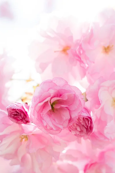 Gros Plan Fleurs Roses Étonnantes Floraison Printemps — Photo