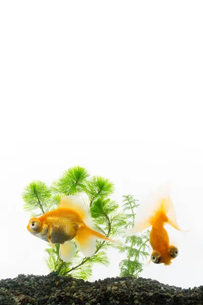 Close Red Fish White Background — Stock Photo, Image