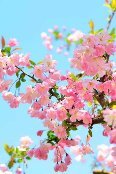 Lkbaharda Güzel Pembe Çiçekler Bahar Bahçesinde Ağaçlar Çiçek Açar — Stok fotoğraf