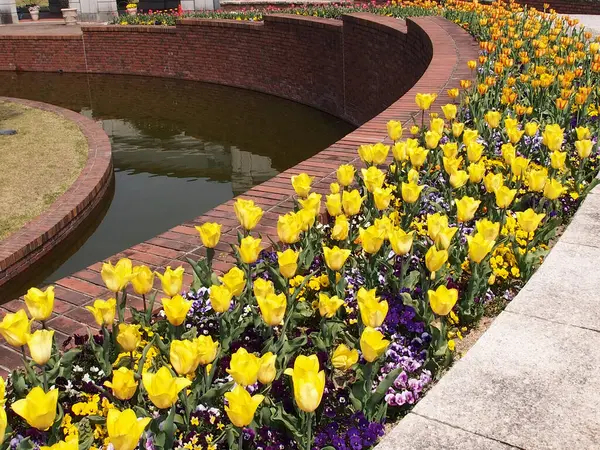 Parkta Renkli Çiçekler Yakın Plan — Stok fotoğraf