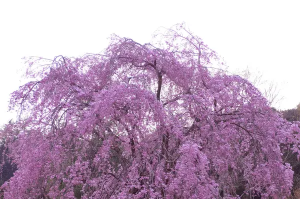 Árvores Florescentes Bonitas Parque Flores Cereja Primavera — Fotografia de Stock