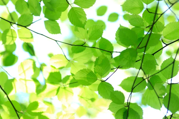 Schöne Grüne Blätter Auf Dem Hintergrund Eines Sonnigen Sommerparks — Stockfoto