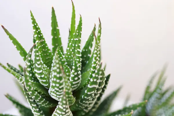 aloe vera plant on white background, closeup