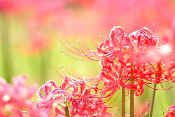 Närbild Vackra Röda Blommande Blommor — Stockfoto