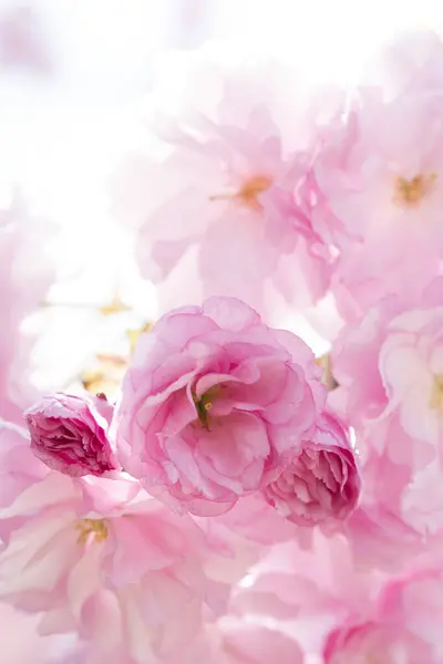 Close Amazing Pink Blooming Flowers Springtime Royalty Free Stock Photos
