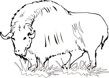 Çizgi film boğası çizimi