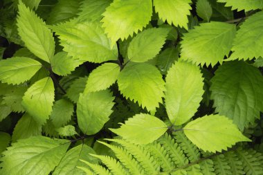 Bahçede yeşil yapraklar