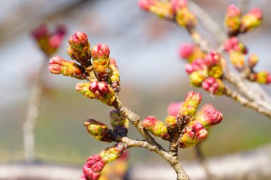 Bahçedeki güzel pembe sakura çiçekleri