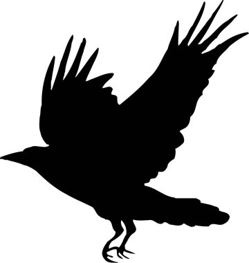 Beyaz arkaplanda izole edilmiş karga çizimi