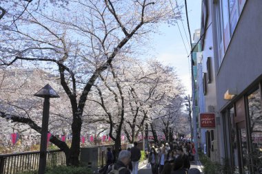Japonya 'da çiçek açan pembe kiraz ağaçları arasında yürüyen bir grup turist.