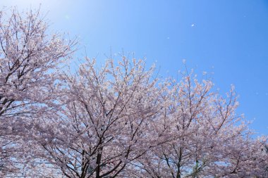 Bahçedeki güzel pembe sakura çiçekleri