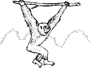 Hayvanat bahçesindeki maymun resmi beyaz arkaplanda izole edilmiş