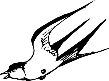 Kırlangıcın resmi beyaz arkaplanda izole edildi