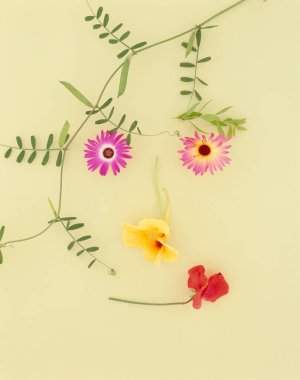 pembe arka planda çiçekler ve bitkiler